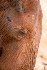 dettaglio elefante