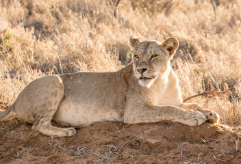 leonessa prende il sole