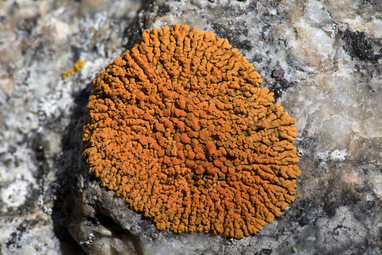 Lichen with reproductive structures on stone wall