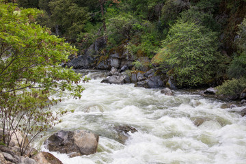 mountain river in the forest