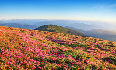Fototapeta na wymiar Panoramic view in lawn are covered by pink rhododendron flowers, blue sky and high mountain in summer time. Location Carpathian, Ukraine, Europe. Colorful background. Concept of nature revival.