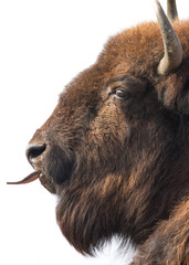 Grand portrait de bison. Tête de buffle sur fond blanc.
