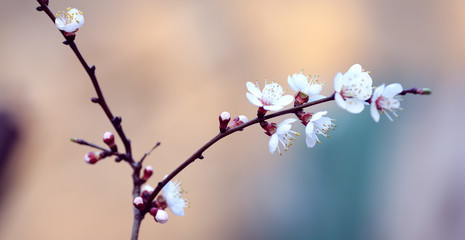 twig blossoming cherry in the sun