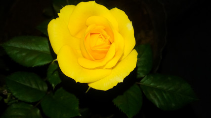 yellow rose flower black and bright background