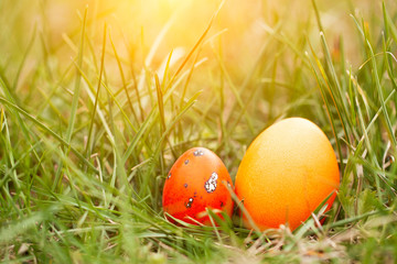 Easter eggs in trend orange color on the spring grass. The concept of stylish natural decoration for Easter, minimalistic, zero waste, spring, greeting cards, etc.