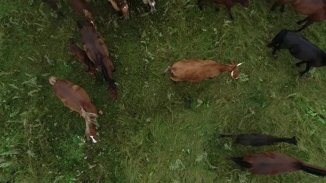 Aerial view of herd of purebred horses, cows and foals grazing in the green grass. A group of various beautiful breeding horses. Rural scene.