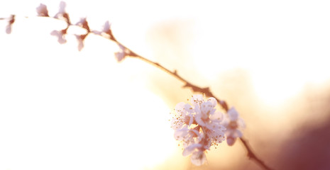 twig blossoming cherry in the sun