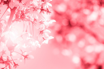 Spring border abstract blured background art with pink sakura or cherry blossom.