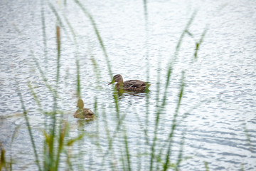View through the grass. Two ducks swim in a pond