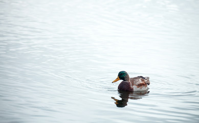One wild male duck floats in water in a pond