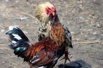 Two rivals fight evil rooster pecking and flapping the wings. Cocky rooster on the farm are going to fight for the championship. Popular sport and tradition in Asia.