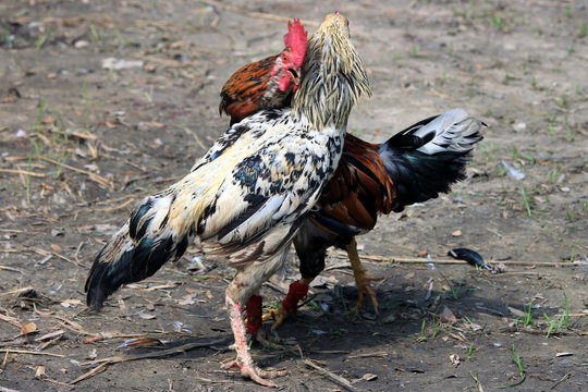 Two rivals fight evil rooster pecking and flapping the wings. Cocky rooster on the farm are going to fight for the championship. Popular sport and tradition in Asia.