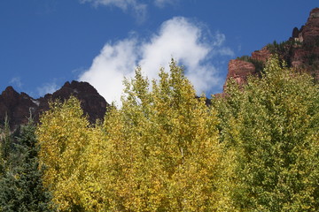 Mountain Aspen in Colorado