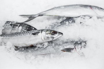 Fish in ice in a shop window