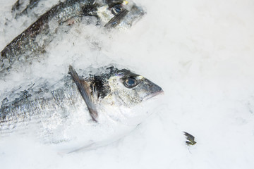 Fish in ice in a shop window