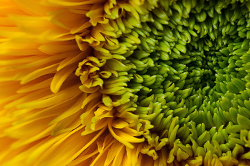 Close-up of a Teddy Bear Sunflower