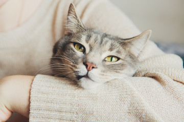 Gray cat in the arms of a girl stroking a cat