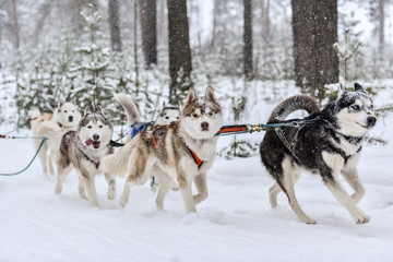 Husky sled dog running