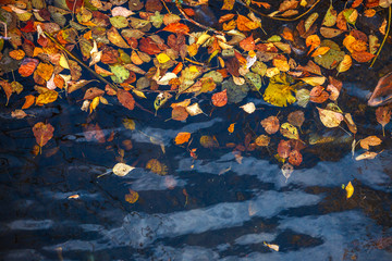 Autumn yellow-red leaves lie on dark water. Cool-background texture