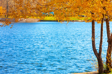Branches of a tree with golden autumn foliage hanging over blue water on a bright sunny day
