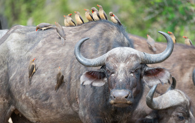 Buffalo and oxpeckers