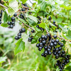 Blackcurrant Berries on a Branch