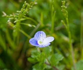 Fototapeta premium Belles petites fleurs bleues de ressort