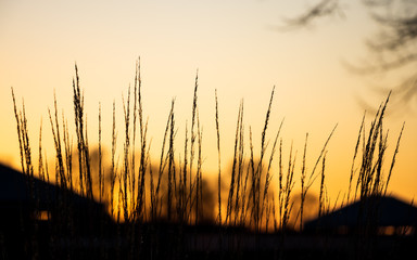 Tall grass contrast against the evening sunset