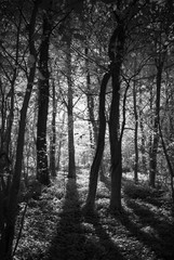 Forest tree shadows, Black and white infrared filter effect.