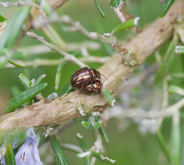 Insecte au printemps