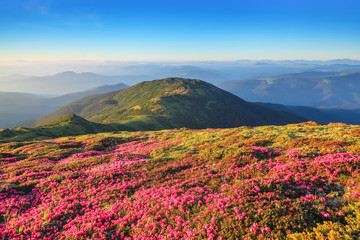 Fototapeta na wymiar Majestic summer scenery. Rhododendron blooming on the high wild mountains. Concept of nature rebirth. Beautiful photo of mountain landscape. Sun rays enlighten the valley.