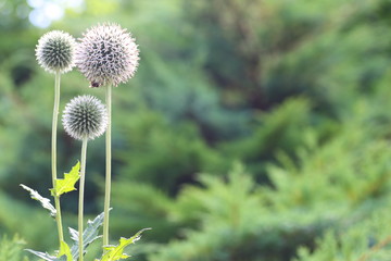 Flowers and plants in the garden © moniadk