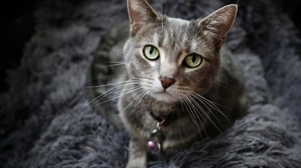 Grey Cat
