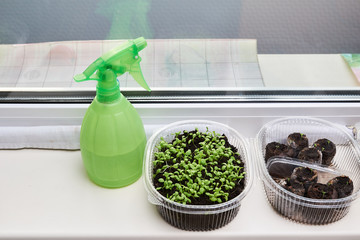 Watering spray green plastic bottle next to indoor plants on the window sill. Young, green sprouts of cloves and petunias flowers and a spray bottle for watering on a windowsill by the window