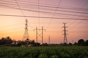 High voltage of electric poles with electric wire on corn field in countryside