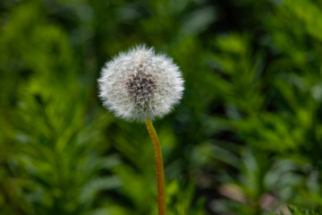 Ripe dandelion