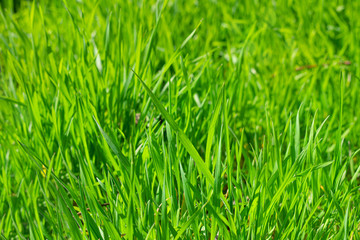Fototapeta na wymiar Grass close up with shallow depth of field. Grassy green decorative background.