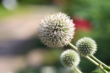 Flowers and plants in the garden