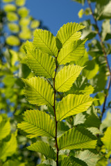 Vivid green tree foliage with leafs branch against the sunny blue sky. Springtime background.