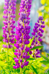 lupine flowers on a background of green in the rays of the sun