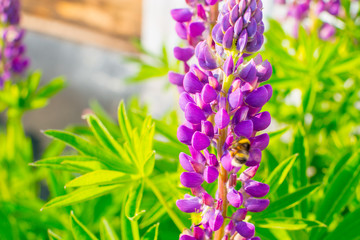 lupine flowers on a background of green in the rays of the sun