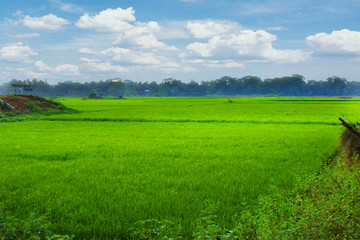 Desktop Wallpaper ShawonBennington