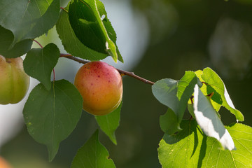 Apricot ripes on a tree branch. Natural camera against sun effect. Authentic farm series.
