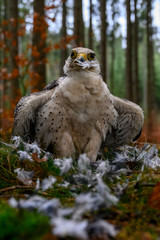 Falco biarmicus, Sokol, Raroh juzny, sokol tmavy,Lanner Falcon, Lannerfalke