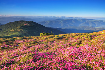 Naklejka na ściany i meble Marvelous summer day. The lawns are covered by pink rhododendron flowers. Beautiful photo of mountain landscape. Concept of nature rebirth. Location place Carpathian, Ukraine, Europe.