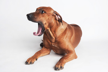 Rhodesian Ridgeback isolated on a white background
