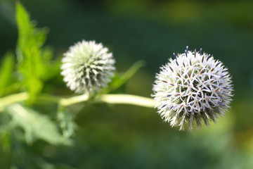 Flowers and plants in the garden © moniadk