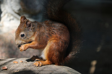 A squirrel sits on a stone and eats a nut.