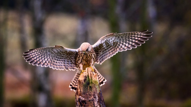 Falco tinnunculus,sokol mysiar, postolka, pustovka, The common kestrel,cernicalo