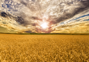 Beautiful summer landscape with field of wheat and dramatic sky